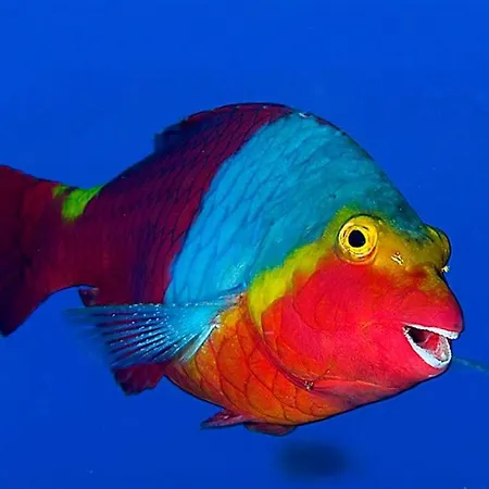 Acquario Dei Fralle Oristano
