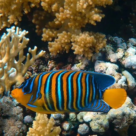 Acquario Dei Fralle Bed & Breakfast Oristano