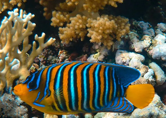 Acquario Dei Fralle Bed and breakfast Oristano